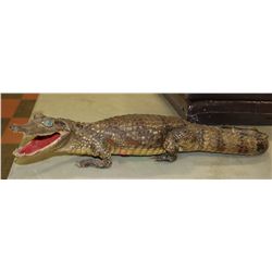 TAXIDERMIED / MOUNTED CROCODILE.