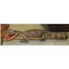 Image 1 : TAXIDERMIED / MOUNTED CROCODILE.