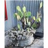 Image 1 : Cactus in Washtub Planter