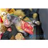 Image 7 : Ty Beanie Babies