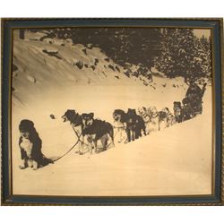 Truckee Dog Sled Race, c1920's  (42851)