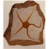 Image 1 : Fossil Brittle Star - Display Slab 9x9-inch  108637  (117956)