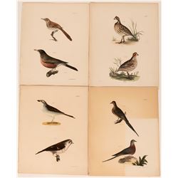 Early American Bird Prints  (113216)