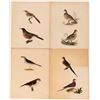 Image 1 : Early American Bird Prints  (113216)