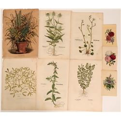 Early Flower Prints  (113232)