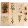 Image 1 : Early Flower Prints  (113232)