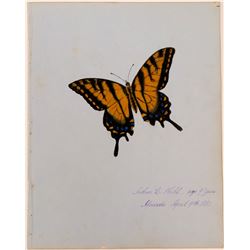 Butterfly by Arthur C. Nahl.  (117451)