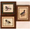Image 2 : 11 Different Duck Prints  (117998)