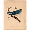 Image 1 : Bluebird Lithograph from USPRR Survey  (113214)