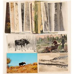 Moose, Caribou & Antelope Postcards  (91330)