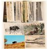 Image 1 : Moose, Caribou & Antelope Postcards  (91330)