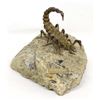 Image 1 : Charles Pratt Bronze Scorpion on Rock Sculpture