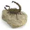 Image 3 : Charles Pratt Bronze Scorpion on Rock Sculpture