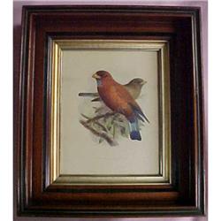 Keulemans Lithograph Prints, Bluethroated #940927
