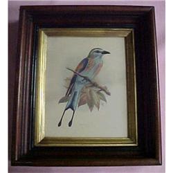 Keulemans Lithograph Print, Coracias Spatulatus #940928