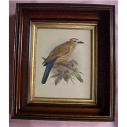 Keulemans Lithograph Print, Rufous Crowned #940929