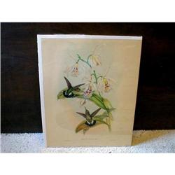 PORTFOLIO OF HUMMINGBIRDS BY JOHN GOULD #951567