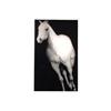 JOSEPH PICCILLO HORSE REALISM S&N ETCHING #957980