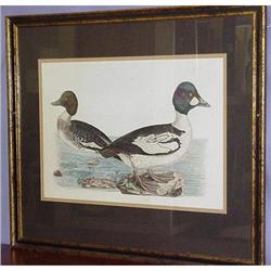 Duck Engraving SKU 5713 #958730