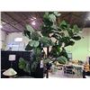 Image 2 : FAUX PLANT APPROX 8.5 FT