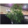 Image 2 : FAUX PLANT APPROX. 8 FT