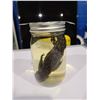 Image 2 : PRESERVED WET SALAMANDER SPECIMEN