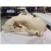 Image 2 : POLAR BEAR SKULL