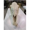 Image 1 : HORSE SKULL