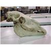 Image 2 : HORSE SKULL