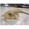 Image 2 : GOAT SKULL