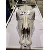 Image 1 : COW SKULL