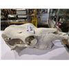 Image 2 : COW SKULL