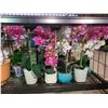 Image 2 : ASSORTED FAUX PLANTS