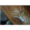 Image 2 : SINGLE MOOSE ANTLER