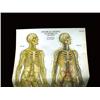 Image 2 : Anatomical Medical Educational Chart