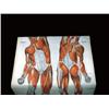 Image 3 : Anatomical Medical Educational Chart