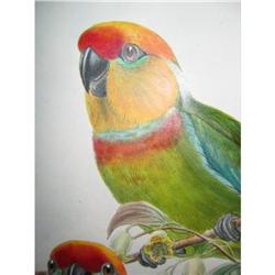 GOULD HAND COLORED PARROTS #934434