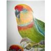 GOULD HAND COLORED PARROTS #934434