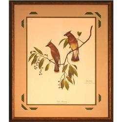 Cedar waxing-Harm Ray-Print #968985