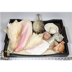TRAY WITH SHELL COLLECTION & PUFFER FISH