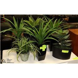 LOT OF 6 SHOWHOME PLANTS