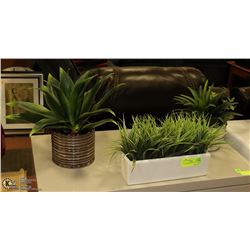 LOT OF 3 SHOWHOME PLANTS