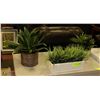 Image 1 : LOT OF 3 SHOWHOME PLANTS