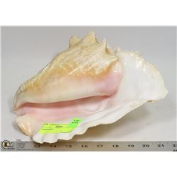 CONCH SHELL
