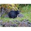 Image 2 : Fully Guided Alaska Costal Black Bear hunt for Two Hunters