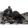 Image 4 : Fully Guided Alaska Costal Black Bear hunt for Two Hunters