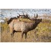 Image 2 : Colorado Fully Guided Archery Elk Hunt for 2021