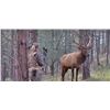 Image 3 : Colorado Fully Guided Archery Elk Hunt for 2021