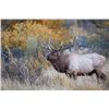 Image 4 : Colorado Fully Guided Archery Elk Hunt for 2021
