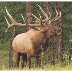 New Mexico TROPHY UNIT 36  Elk Hunt fully guided with Voucher (Choice of Muzzleloader or Rifle)